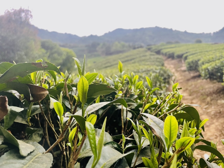 云山特产茶叶：古树茶香，高山云雾，口感醇厚，滋味悠长