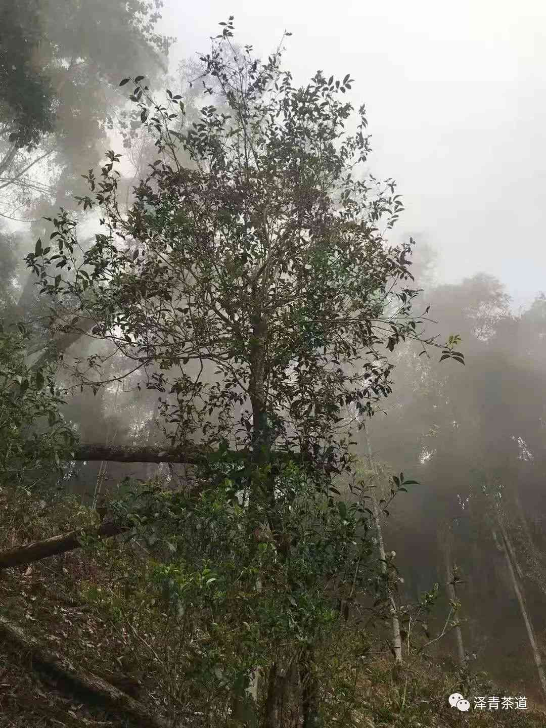 天门山普洱茶价钱