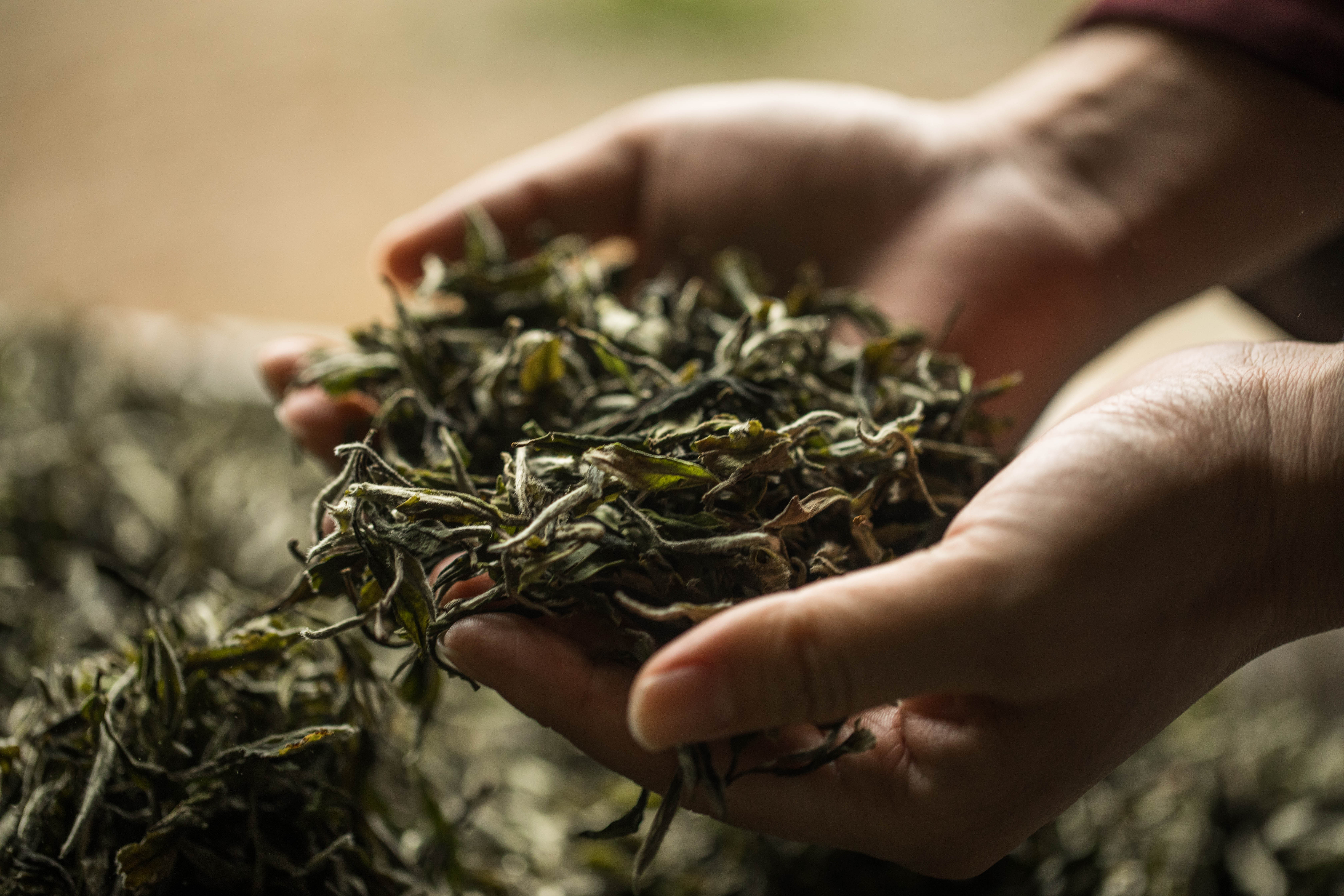 现在做普洱茶生意赚钱吗？做普洱茶生意前景如何？