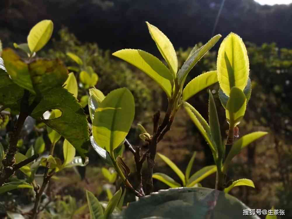 新 古树之魂，凤山普洱茶生茶的独特魅力