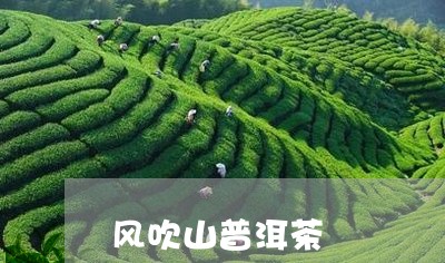 凤庆风吹山普洱茶