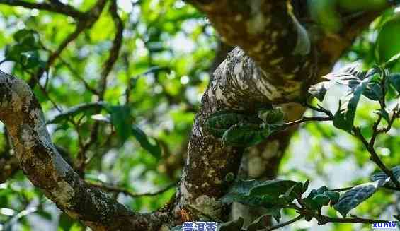 冰岛雀生茶18年老树早春口感特点与普洱茶的区别