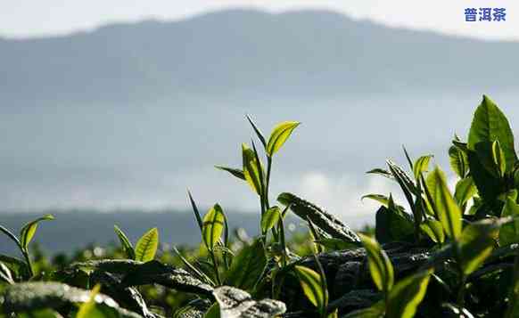 广州普洱茶叶场：寻找优质茶叶的地点和指南