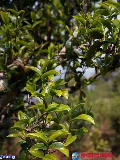 勐海雀普洱茶：品种、产地、制作工艺、口感、功效等全方位详解