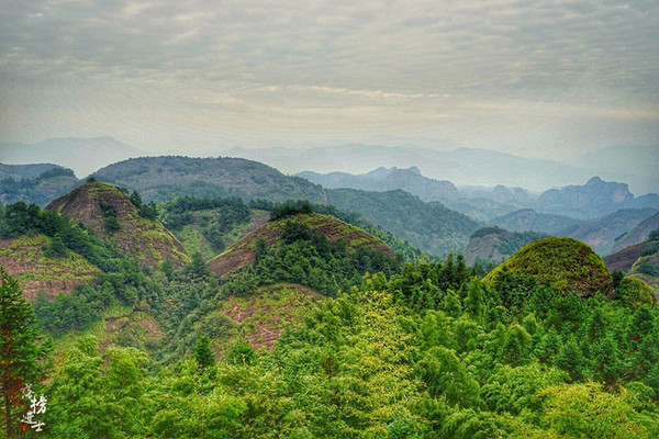 武夷山黑：探秘神秘的高山巨兽及其生态环境