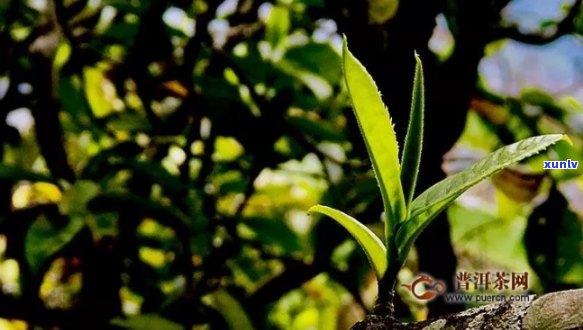 普洱茶中的芽茶种类及特点 | 云南普洱茶的分类及其制作工艺