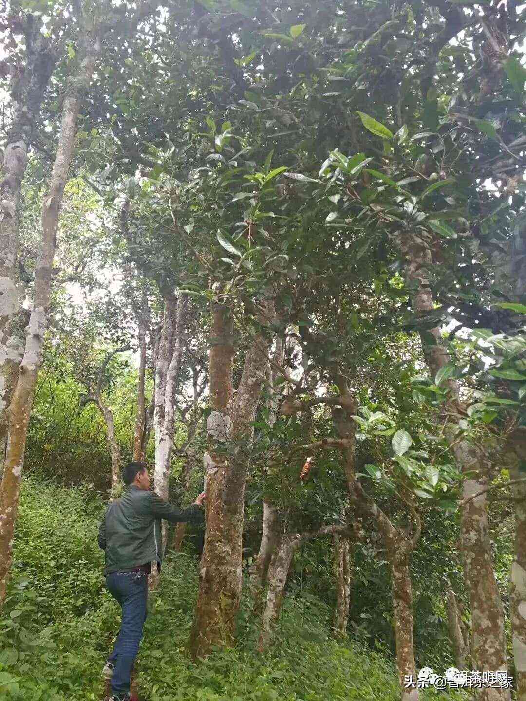 探索百万以上普洱茶珍品：名山古树、陈年老茶与稀有品种一览