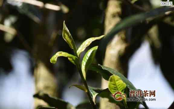 倚邦普洱茶是属于易武吗？倚邦茶区普洱茶特点和口感如何？