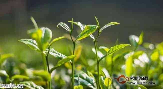 普洱茶春茶与茶的比较：品质、口感和制作工艺的不同之处