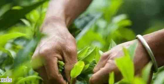 普洱茶春茶与茶的比较：品质、口感和制作工艺的不同之处