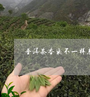 普洱茶香味存异味吗