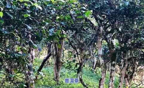 高贡山普洱茶古树茶-高贡山普洱茶古树茶特点