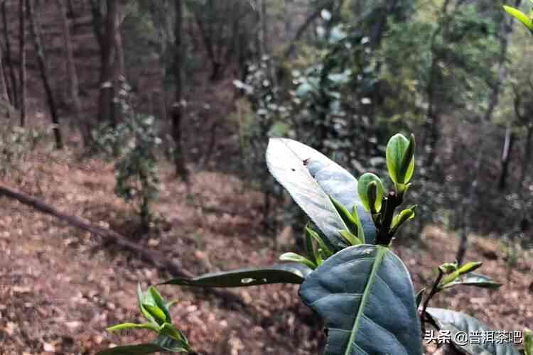 纯正云南大叶种普洱茶，古法手工制作的高贡山园茶礼套装