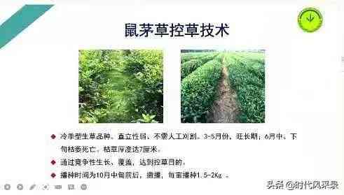 普洱茶：绿色之谜的解析，探究其绿色成因与品质关系