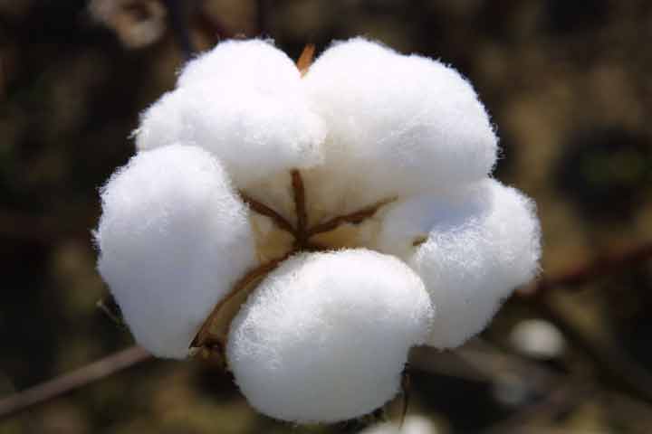 石头与棉花质地对比：硬邦邦的石头vs软绵绵的棉花