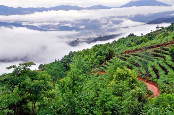 哪个山的普洱茶？最正宗？喝？最香？