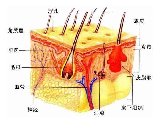 真皮与毛孔的关系：揭秘无毛孔皮肤的真相