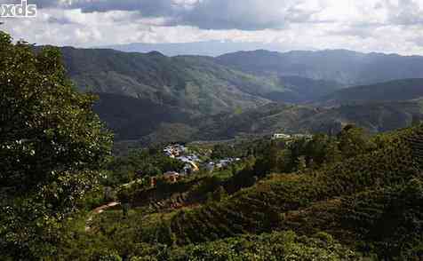 六大茶山之巅：普洱茶的醇厚口感与独特风味探究