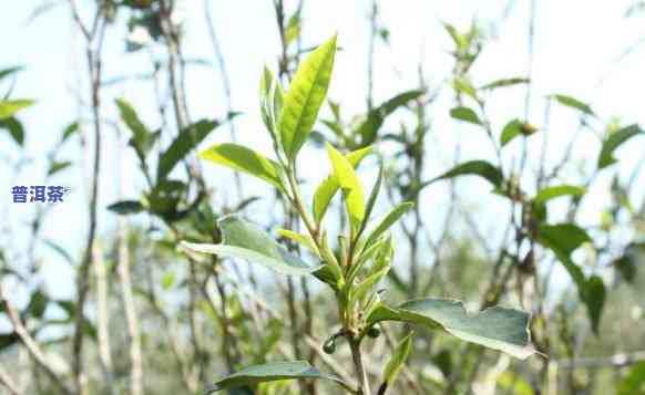 春尖普洱茶：品种特点、制作工艺、品鉴方法及适合的饮用场景全面解析