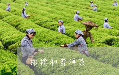 普洱茶可以加橄榄吗