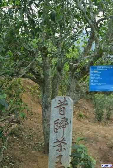 永明静心普洱茶昔归：品鉴昔归古树茶，感受静与纯净