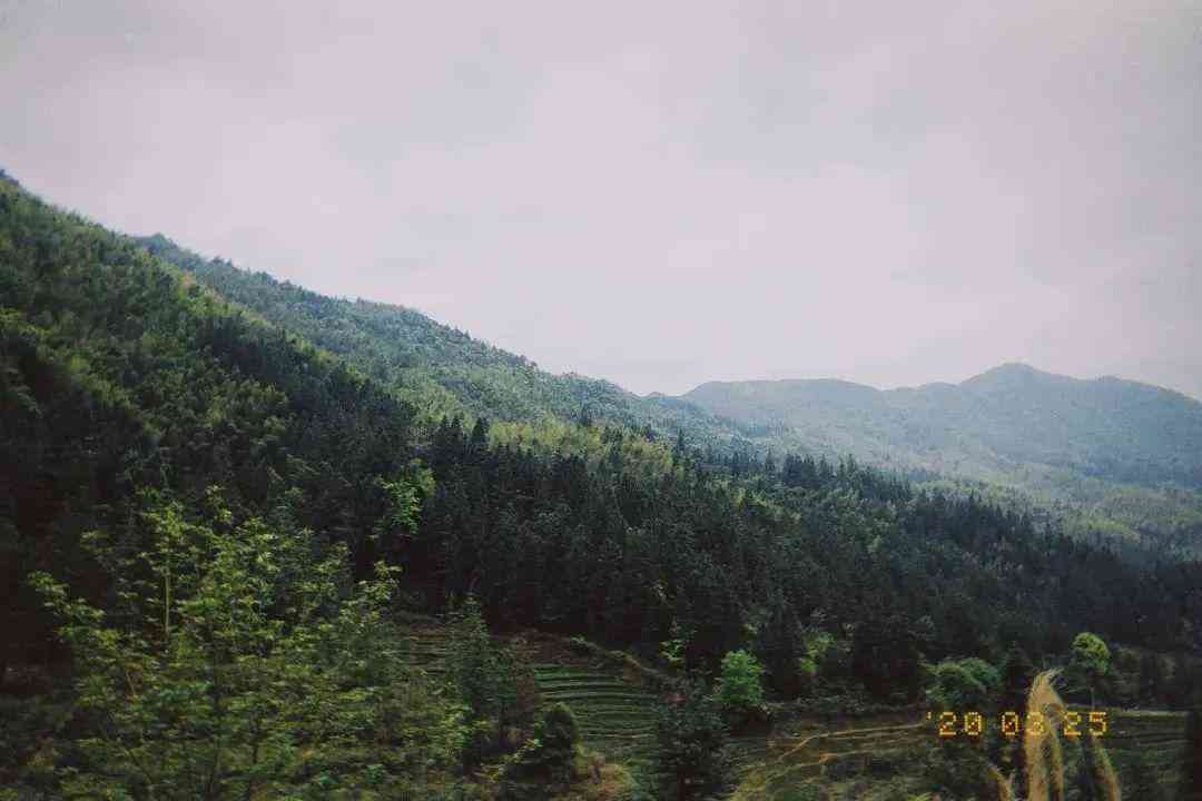 易武弯河古茶：源自深山的独特韵味与文化传承