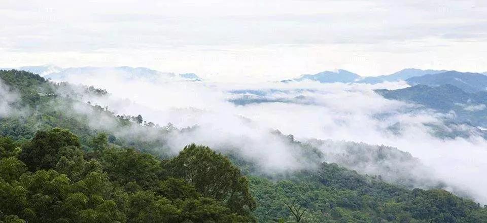 易武弯河古茶：源自深山的独特韵味与文化传承