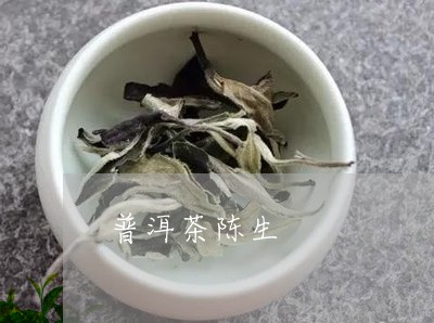 陈生记普洱茶的推荐