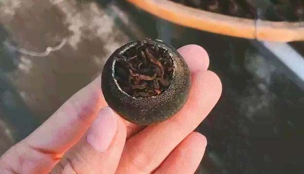 陈生记普洱茶的推荐