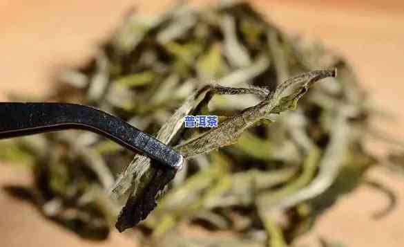 普洱茶与白茶：独特工艺的魅力与差异