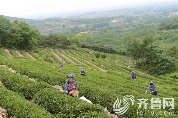 潍坊优质茶叶：探索当地茶文化与创新产品