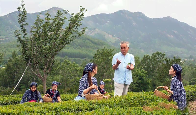 潍坊优质茶叶：探索当地茶文化与创新产品