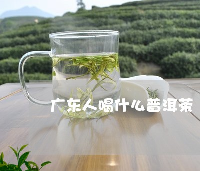 广东人发明了普洱茶