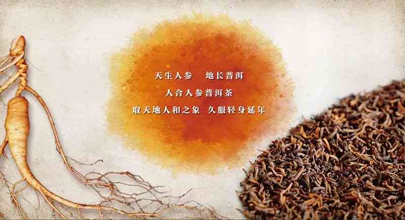 人参和普洱茶可以一起泡吗？有什么功效？