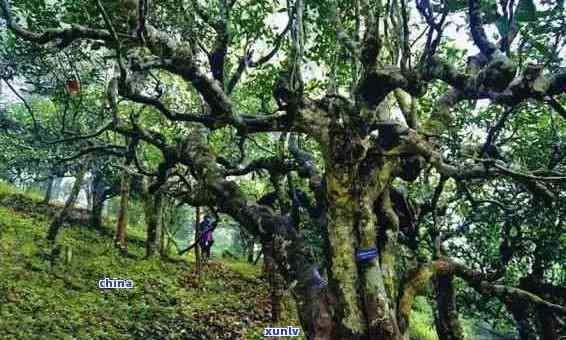 云南原生态普洱茶：百花香韵，古树传承