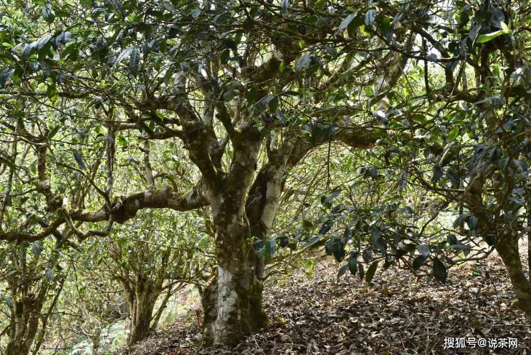 云南原生态普洱茶：百花香韵，古树传承