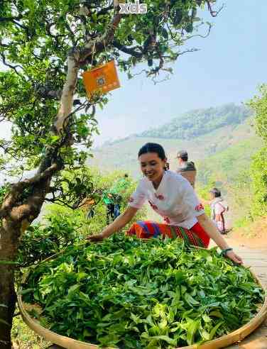 普洱兴茶厂：云南古树普洱茶生产与传承之美