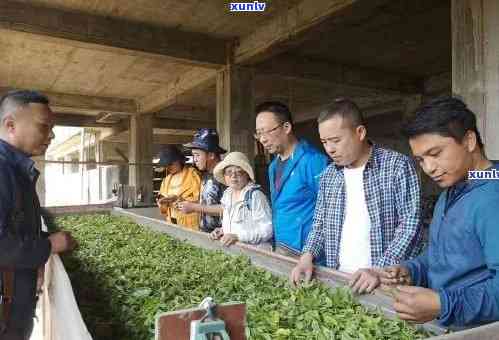 普洱兴茶厂：云南古树普洱茶生产与传承之美