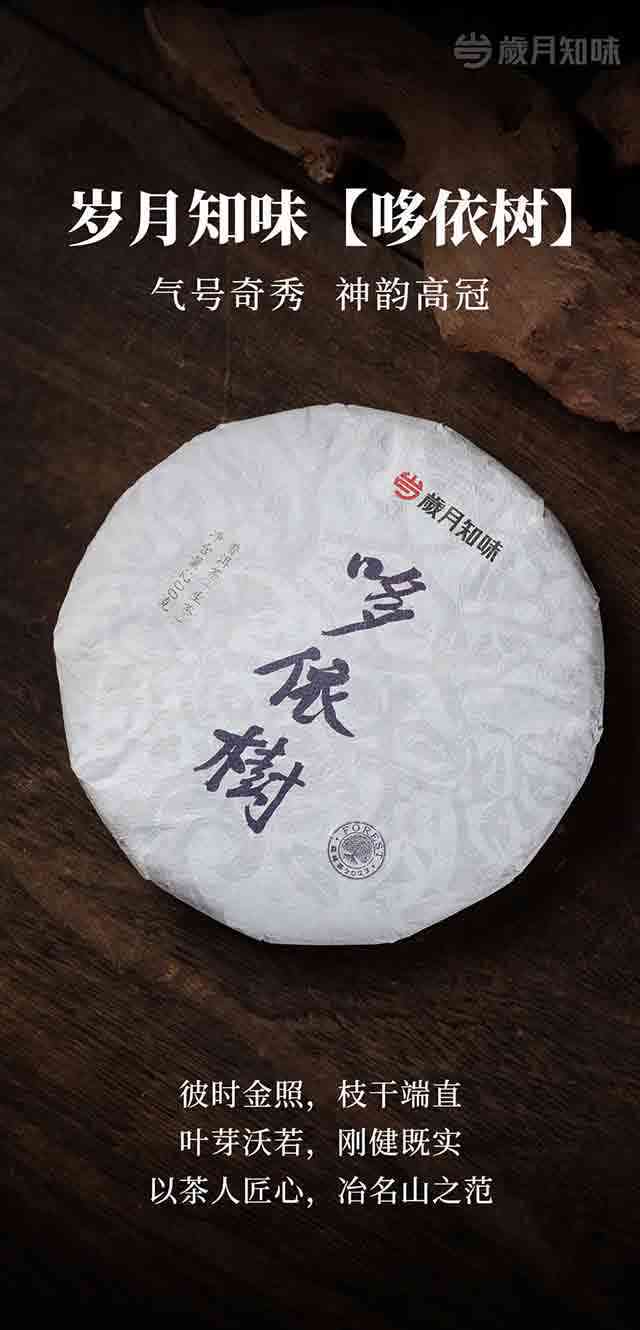 岁月知味普洱茶古树