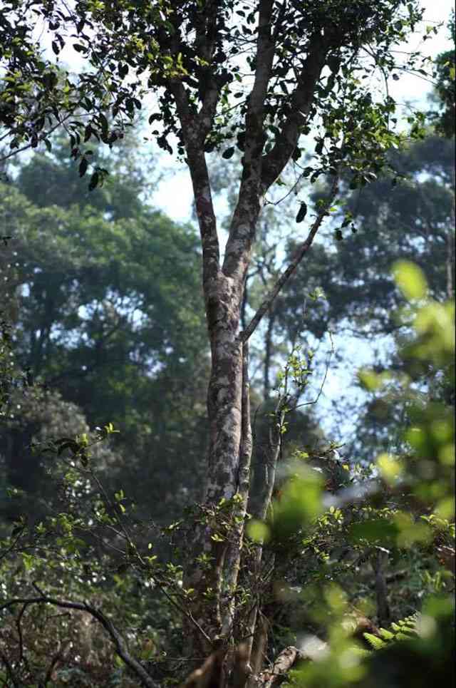 岁月知味普洱茶古树