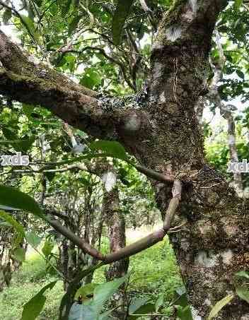 果敢古树普洱茶：口感特点、生熟之别，值得收藏吗？