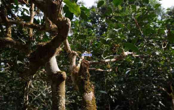 果敢古树普洱茶：口感特点、生熟之别，值得收藏吗？