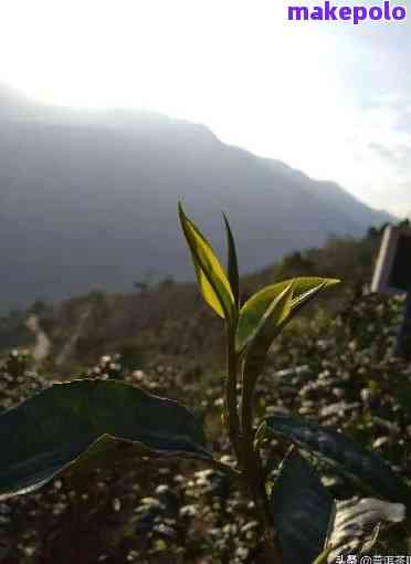 果敢古树普洱茶：口感特点、生熟之别，值得收藏吗？