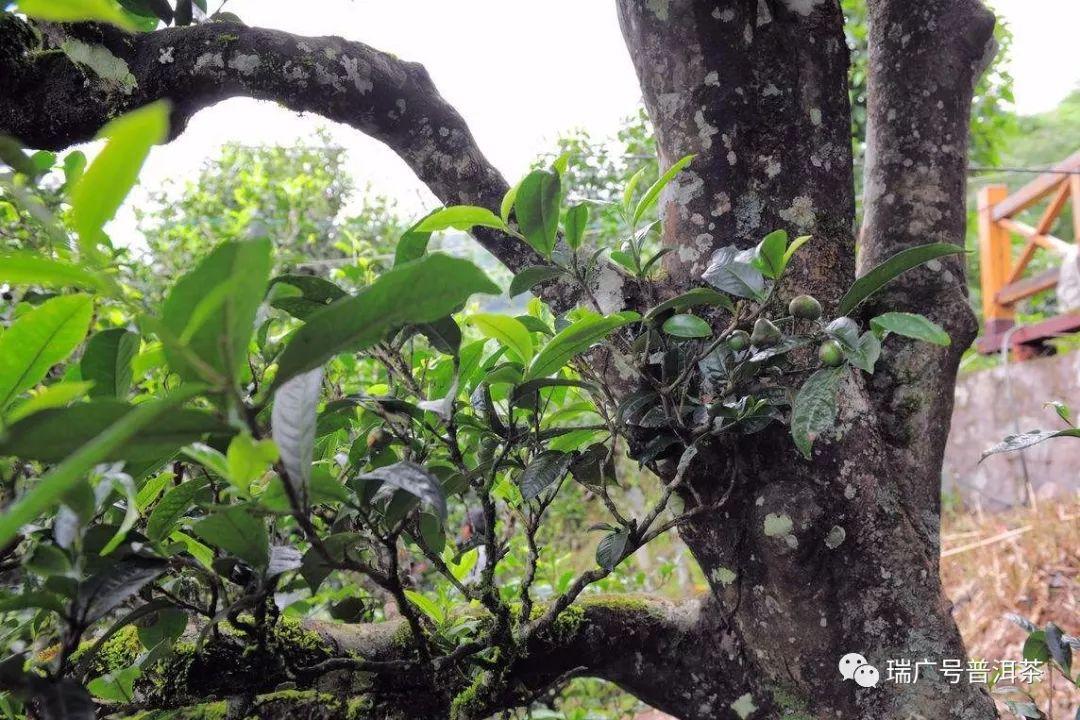 冰岛地界的茶树品种与普洱茶的关系：探究冰岛茶的特点及其与普洱茶的异同