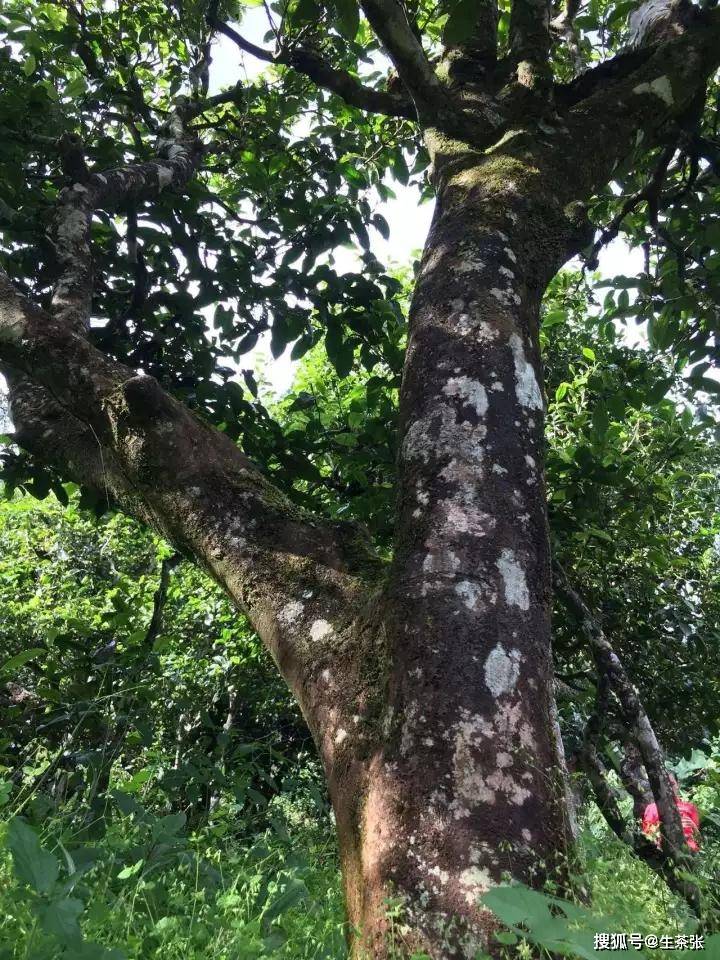 冰岛地界的茶树品种与普洱茶的关系：探究冰岛茶的特点及其与普洱茶的异同