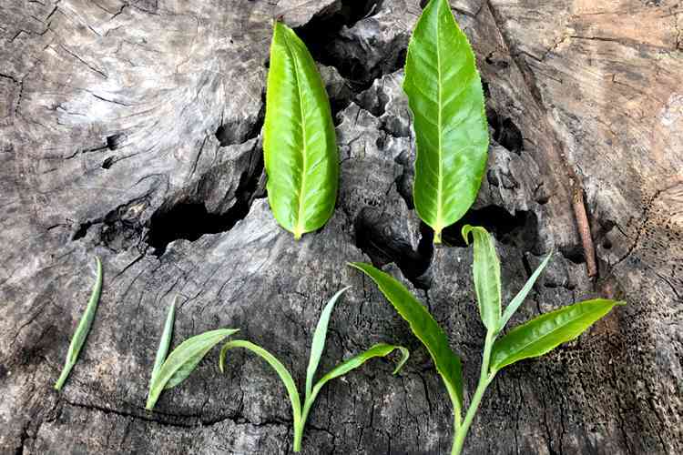 如何在下雨天让普洱茶更易泡？