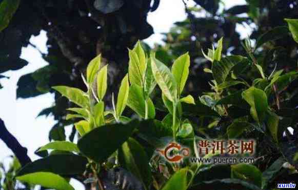 冰岛坝歪普洱茶特点：古树茶的档次与独特魅力