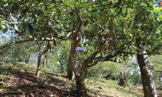 冰岛坝歪普洱茶特点：古树茶的档次与独特魅力