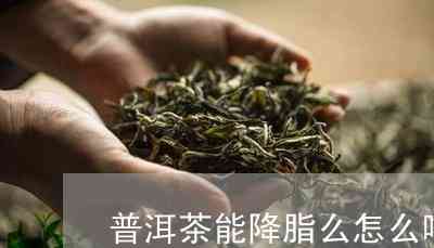 普洱茶的分类：木还是灌木？探讨其生长性与茶叶特性