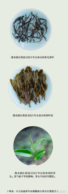 普洱茶价格：落水洞茶的品质、口感与购买指南